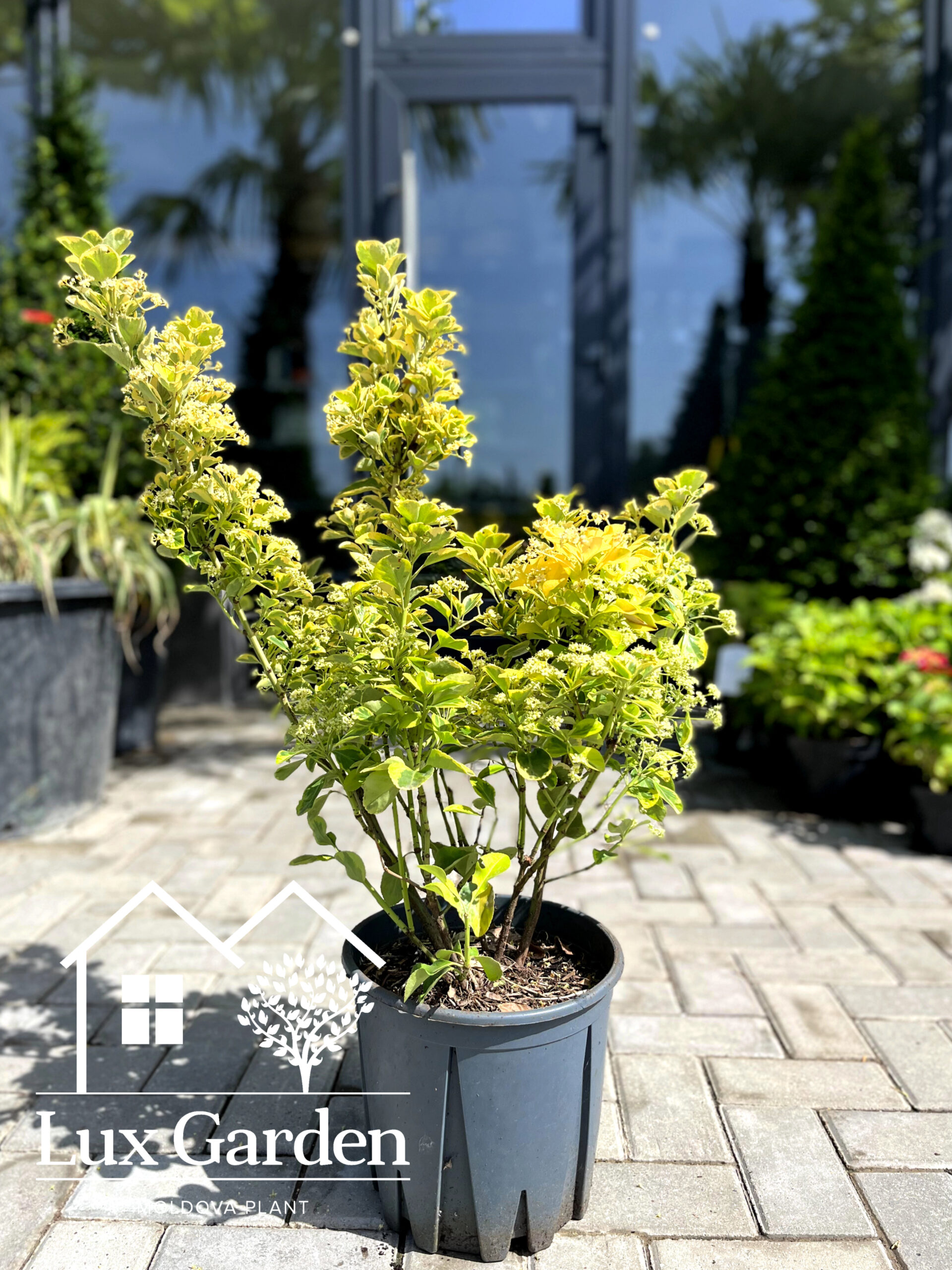 Euonymus Elegantissimus Aureus