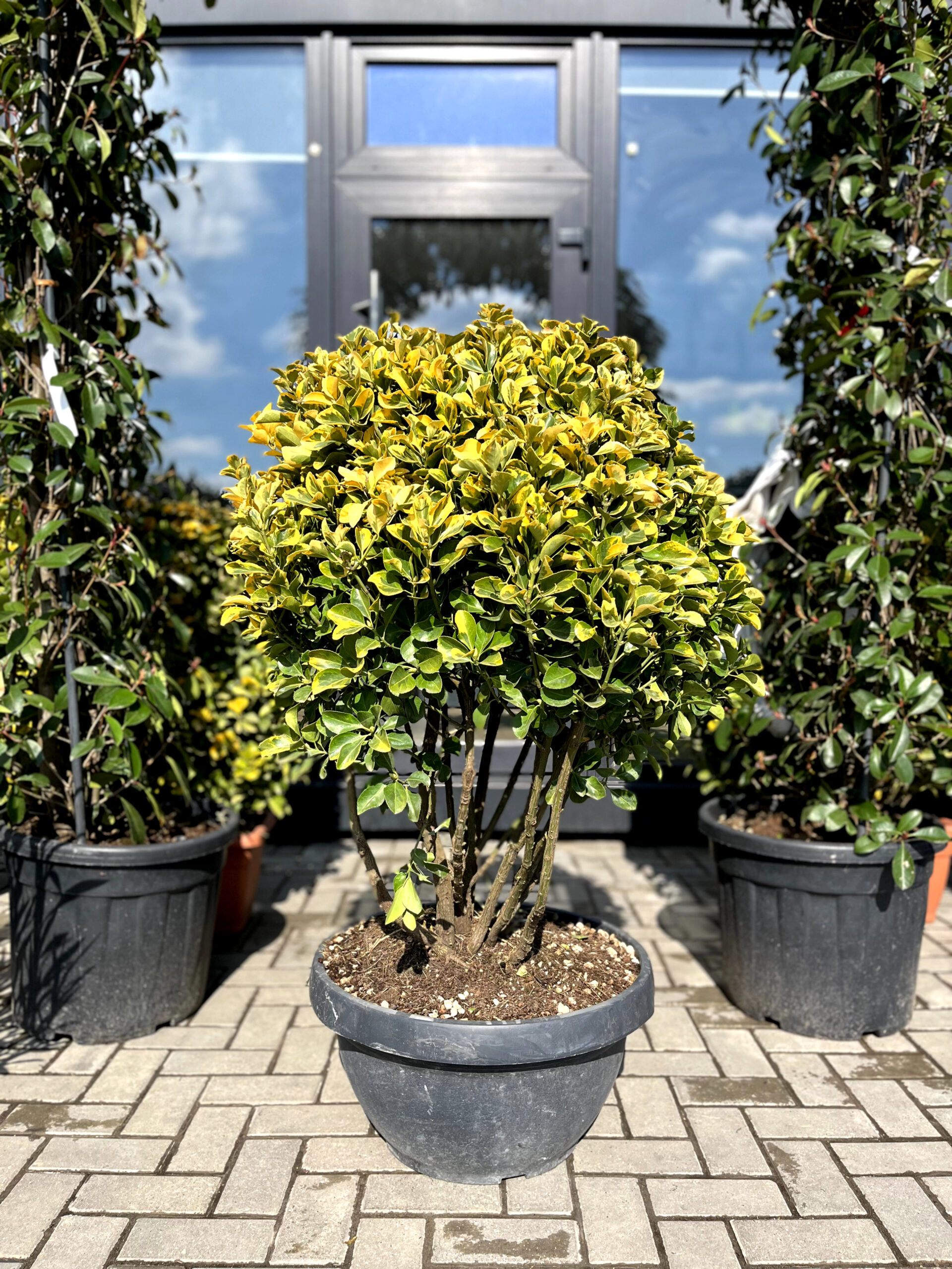 Euonymus Elegantisimus Aureus Multitronco