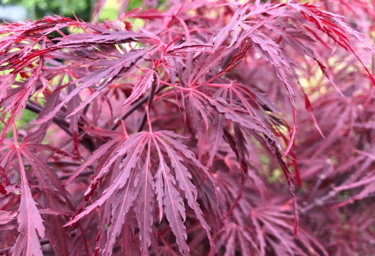 Arțar japonez Tamukeyama