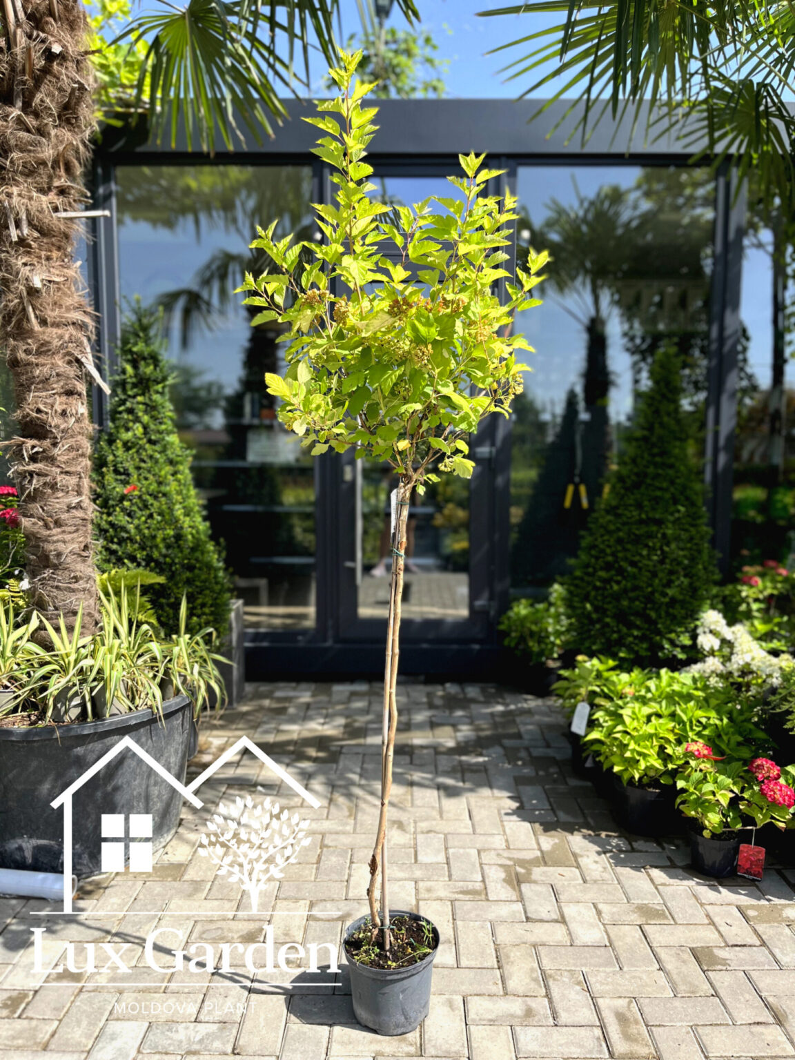 Fizocarp auriu pe picior