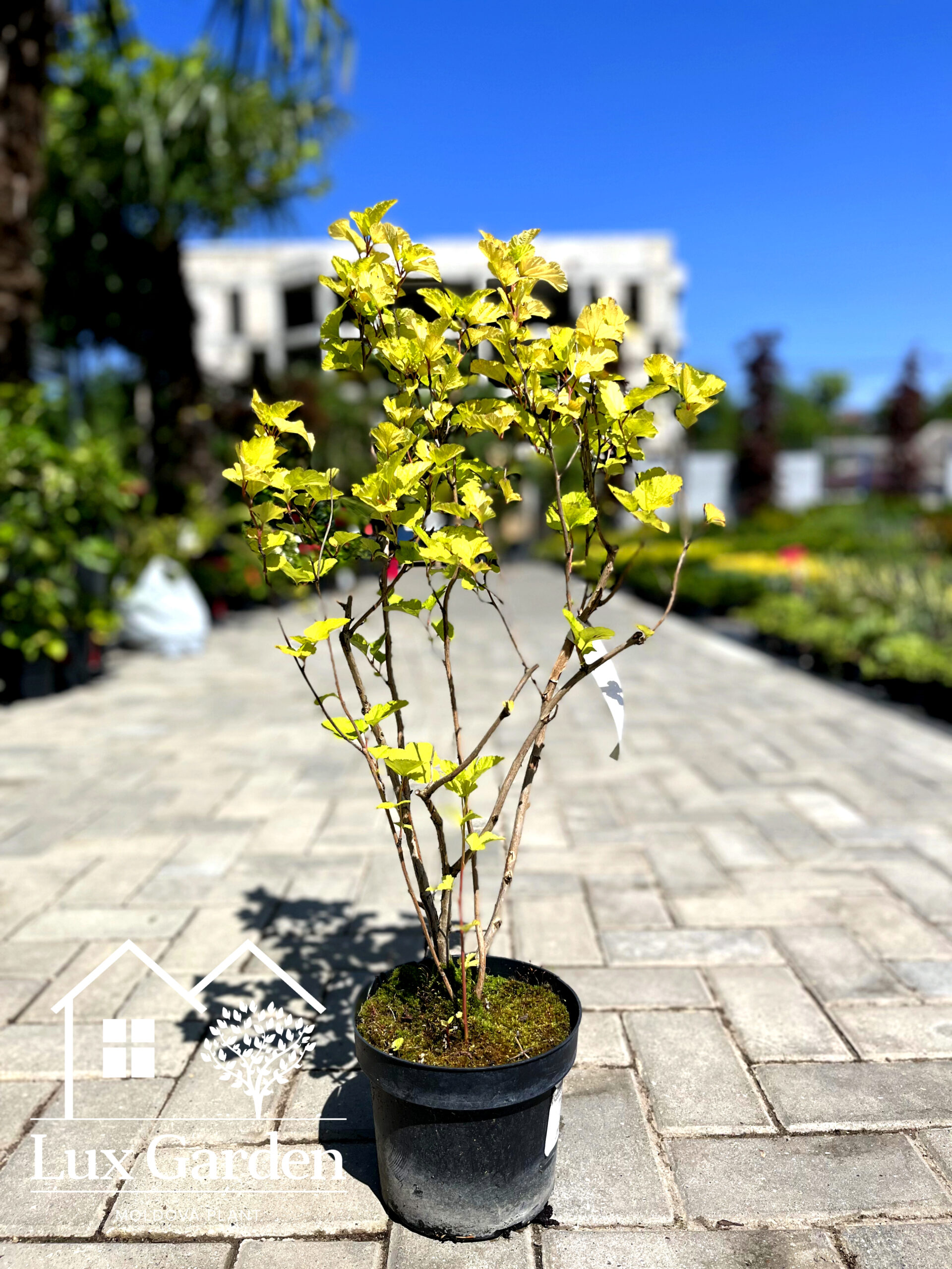 Fizocarp verde auriu