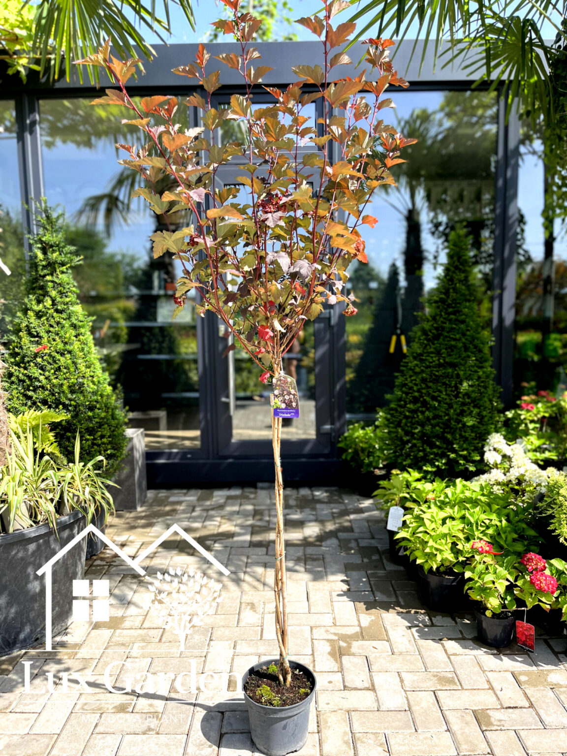 Fizocarp bordo pe picior