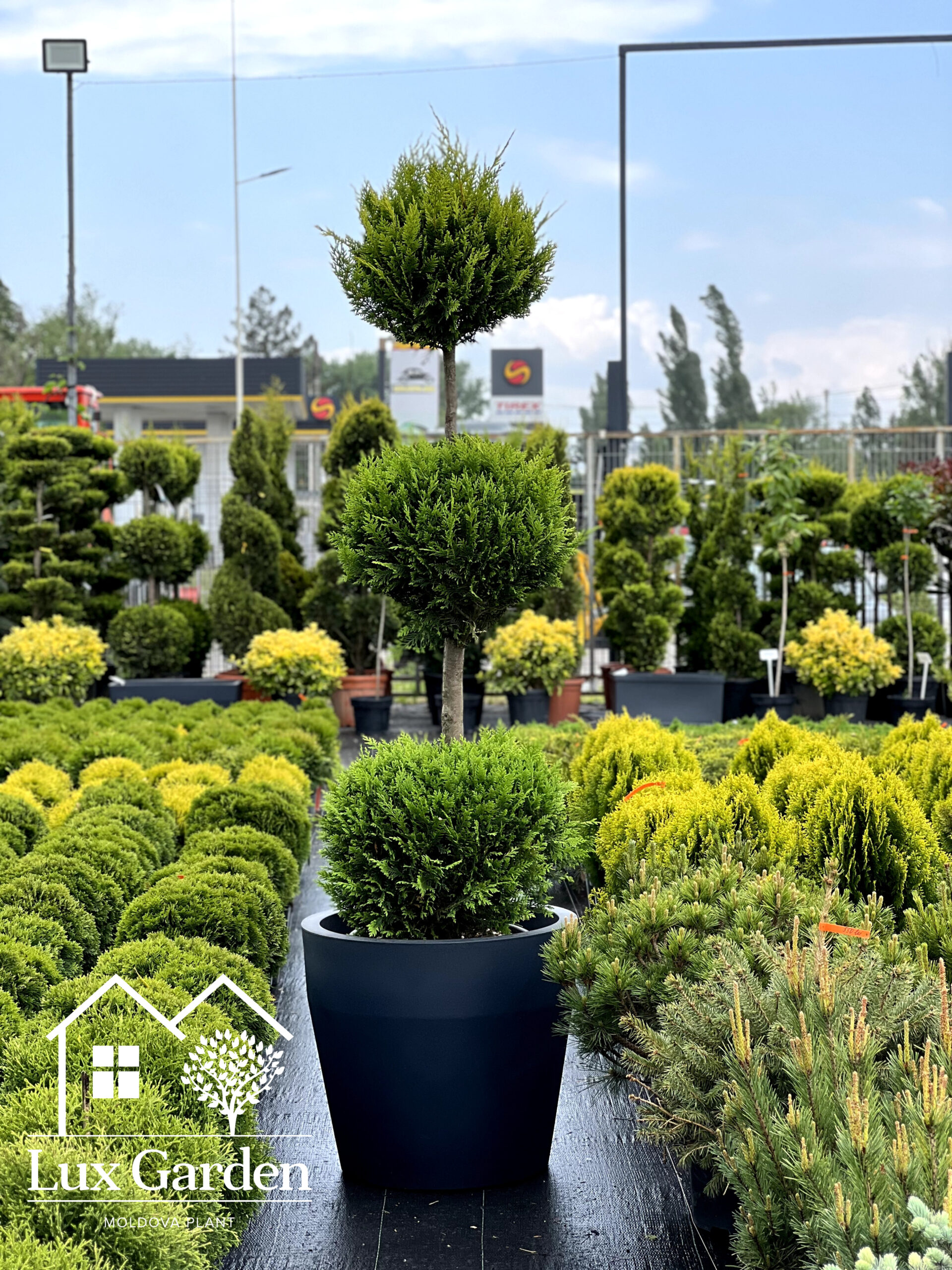 Leylandii verzi 3 globuri