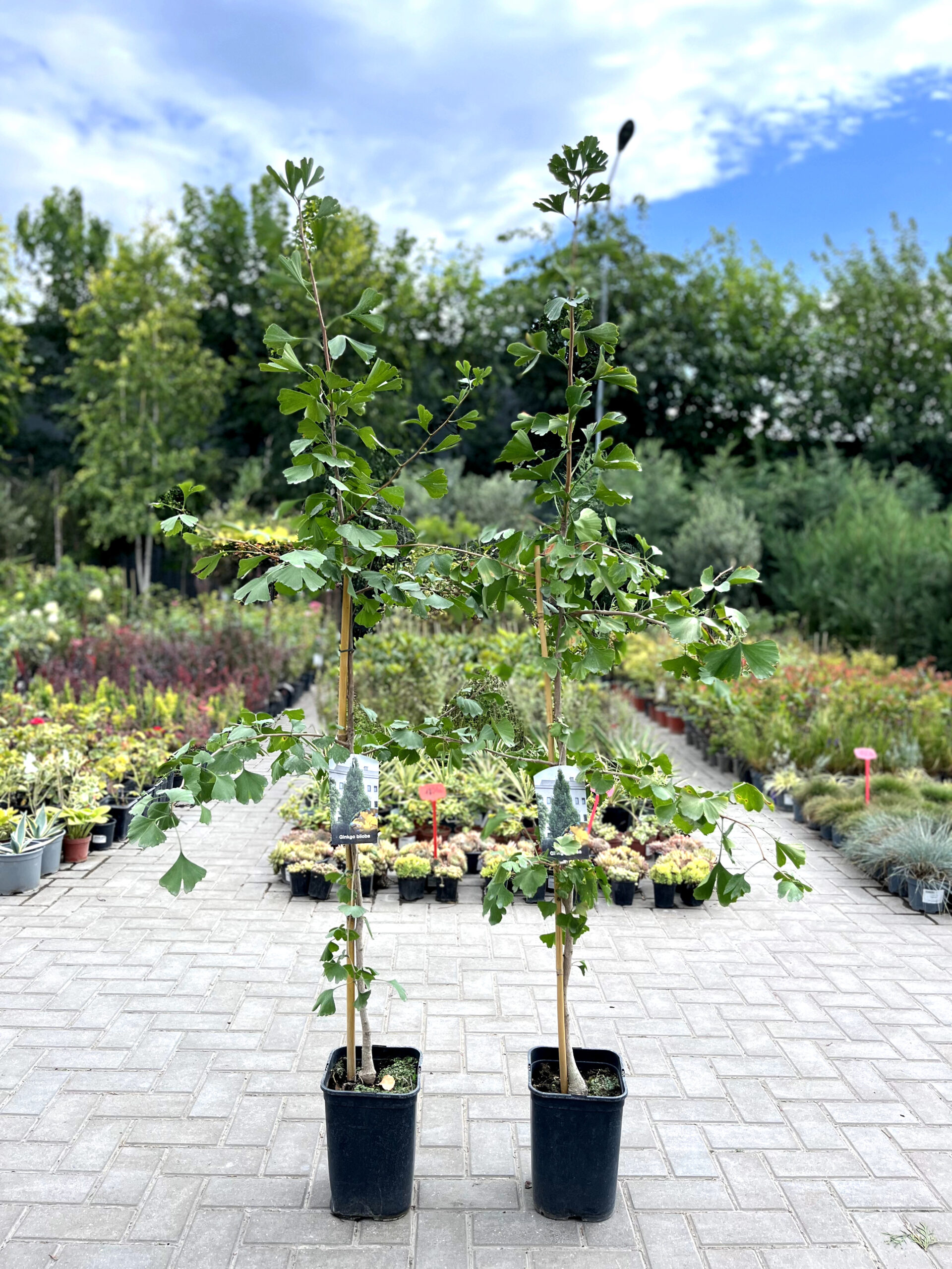 Ginkgo Biloba (arborele pagodelor)