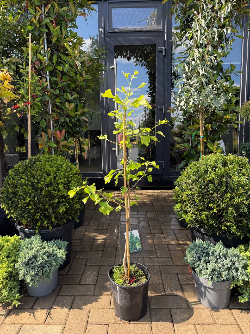 Ginkgo Biloba (arborele pagodelor)