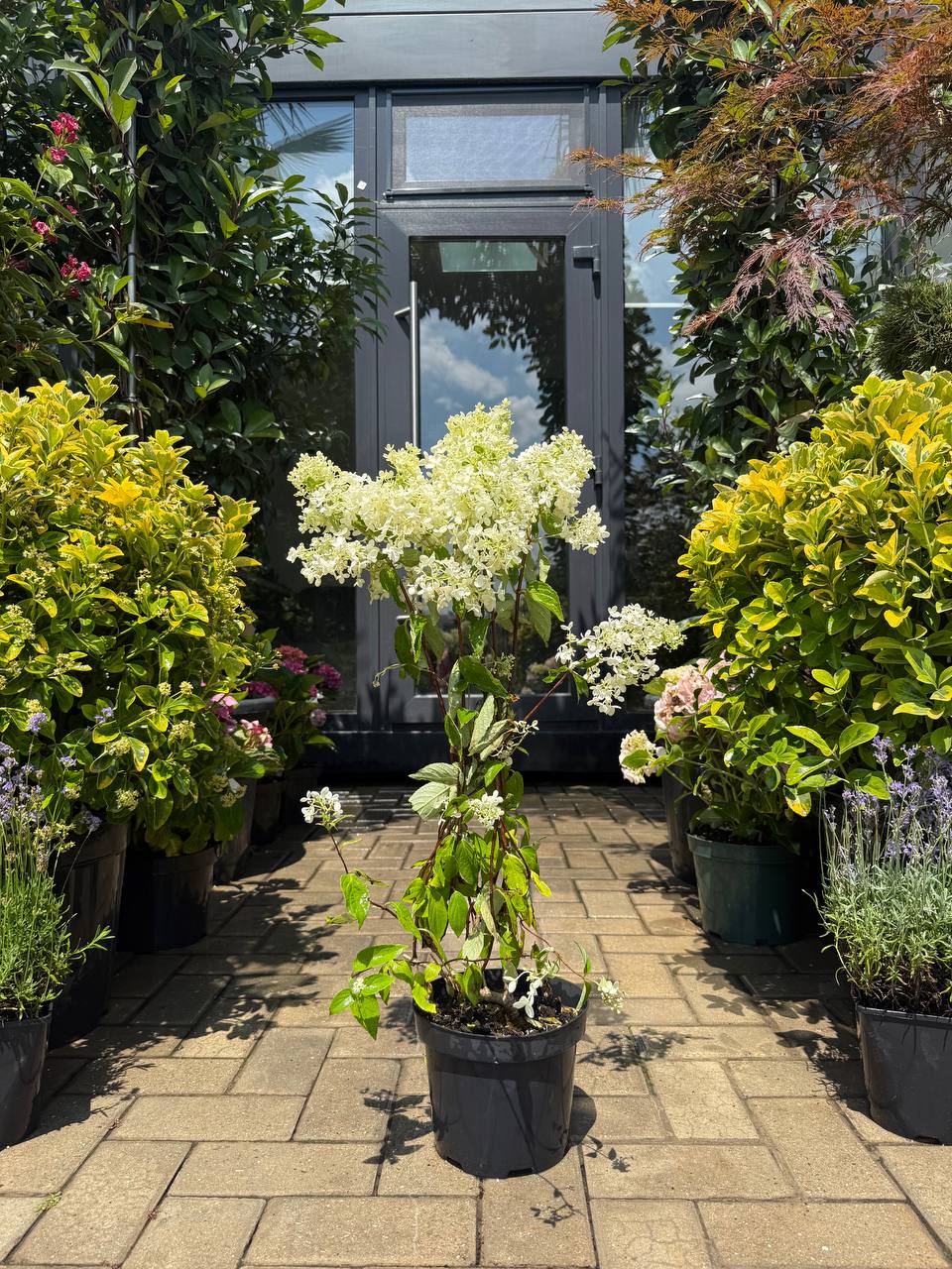 Hortensia paniculata Grandiflora