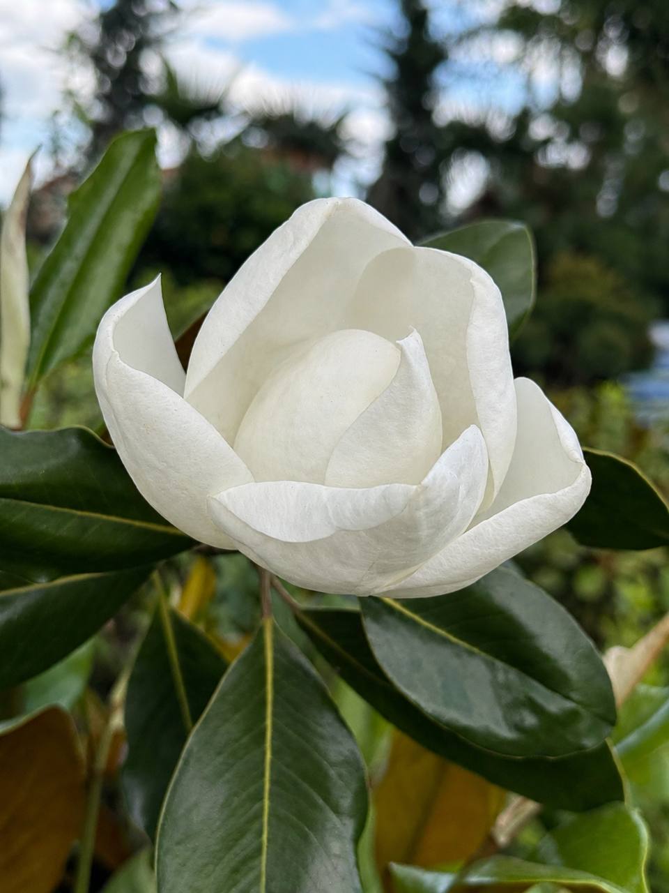 Magnolia Grandiflora