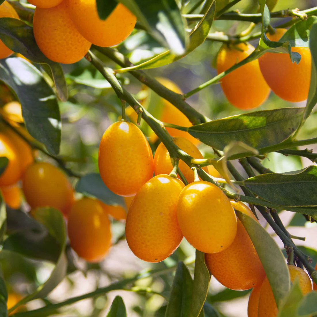 Kumquat Nagami