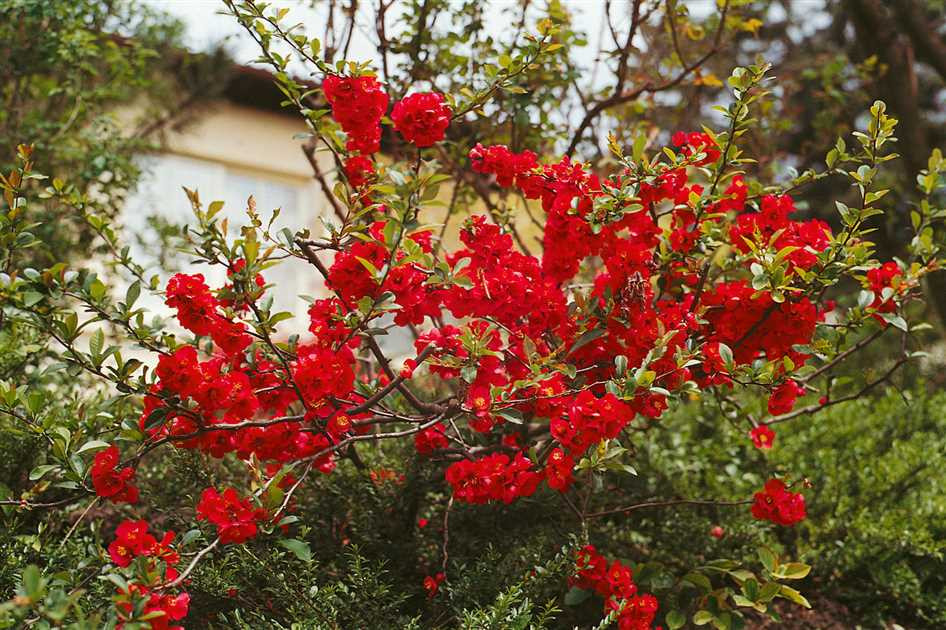 Gutui japonez Fire Dance - imagine 2