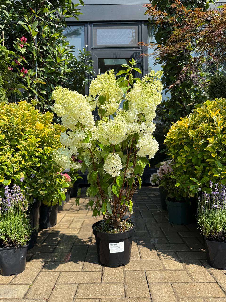 Hortensia Diamantino