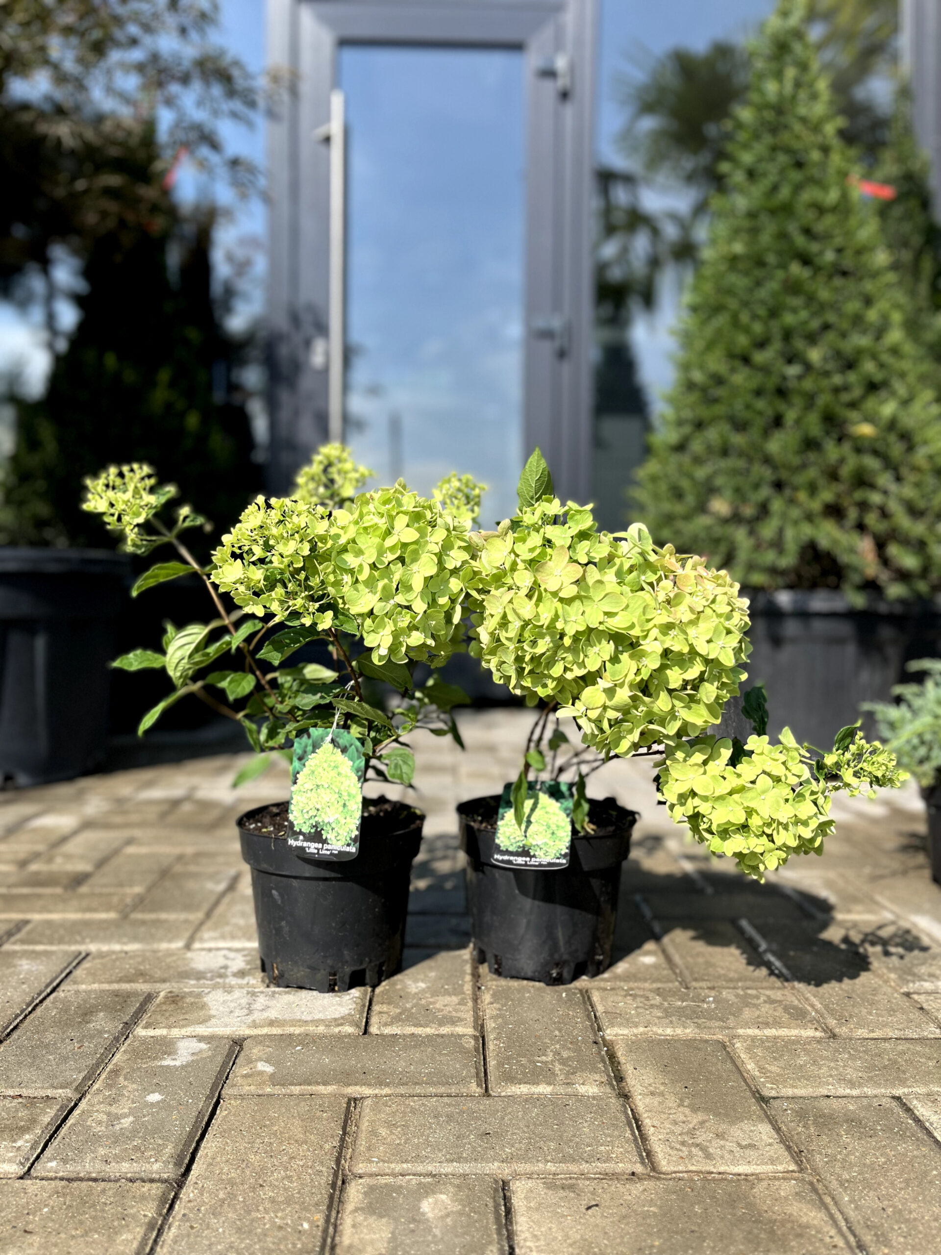 Hortensia Little Lime