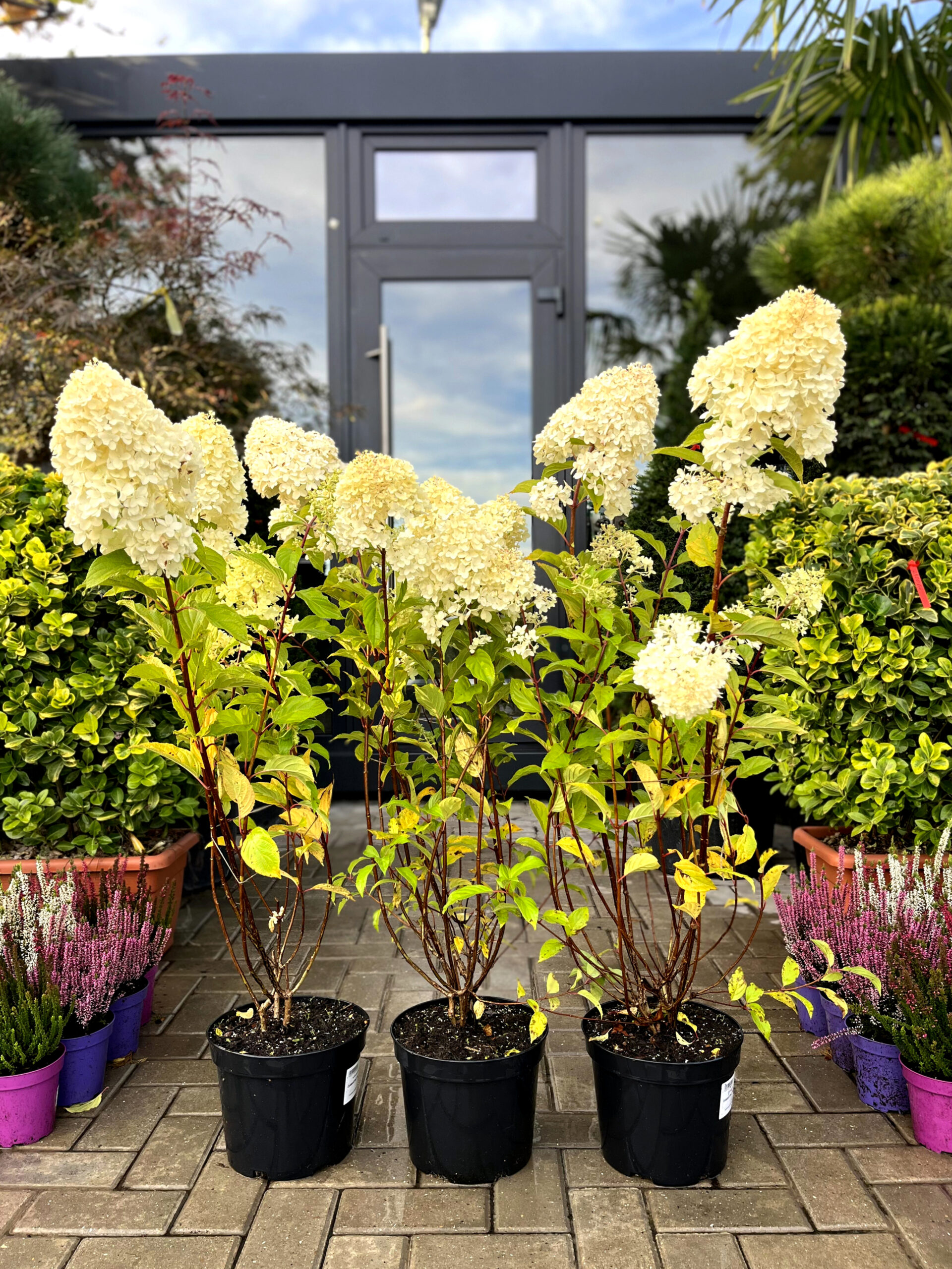 Hortensia Diamantino