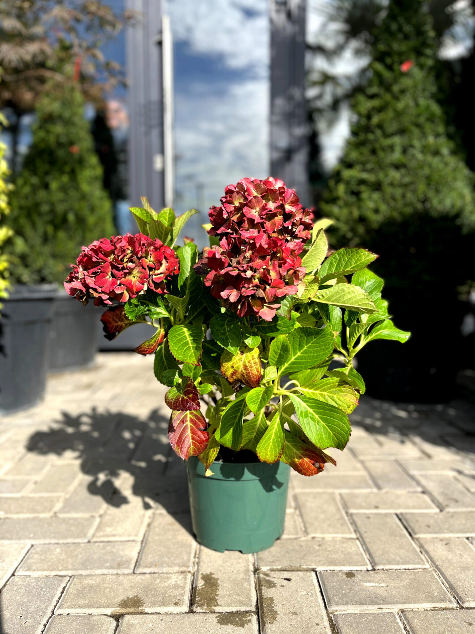 Hortensia Royal Red