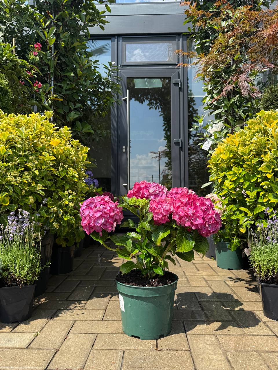 Hortensia Hot Red