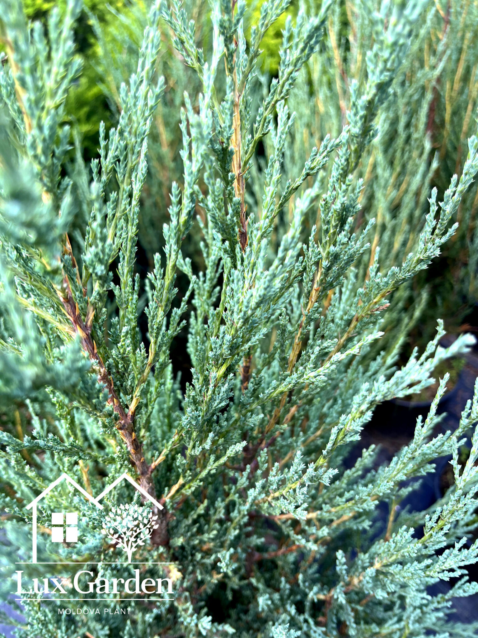 Ienupăr de stâncă Blue Arrow