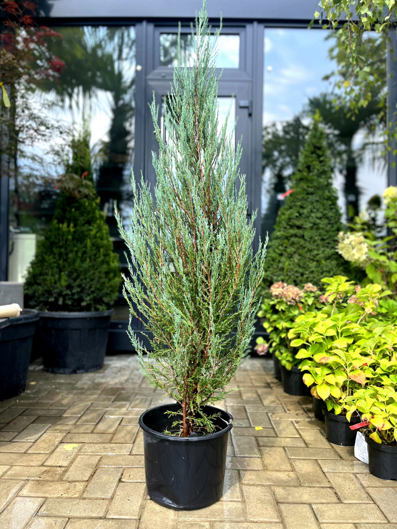 Ienupăr de stâncă Blue Arrow