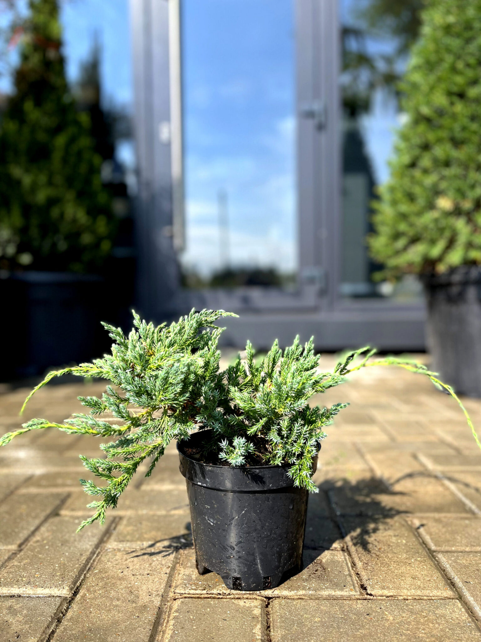 Ienupăr Blue Carpet