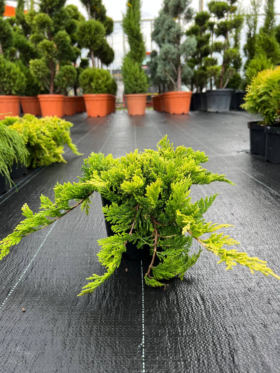 Ienupăr Golden Carpet