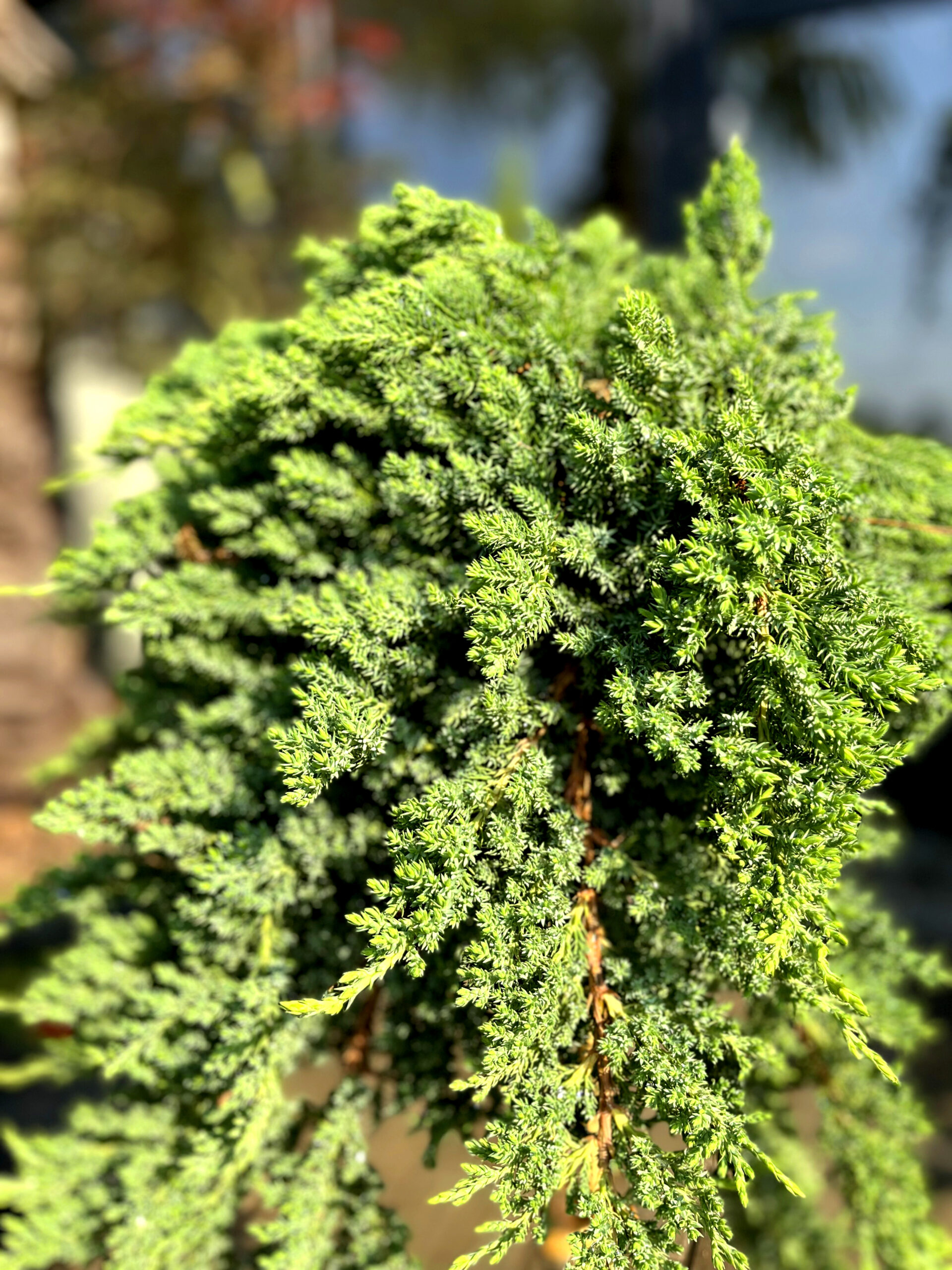 Ienupăr Nana pe picior