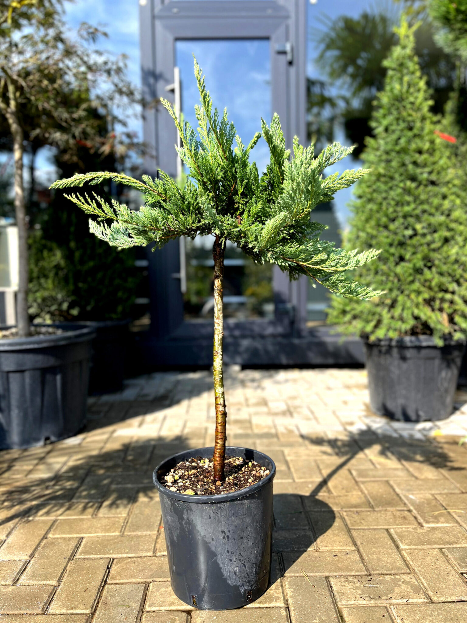 Ienupăr Blue Chip pe picior