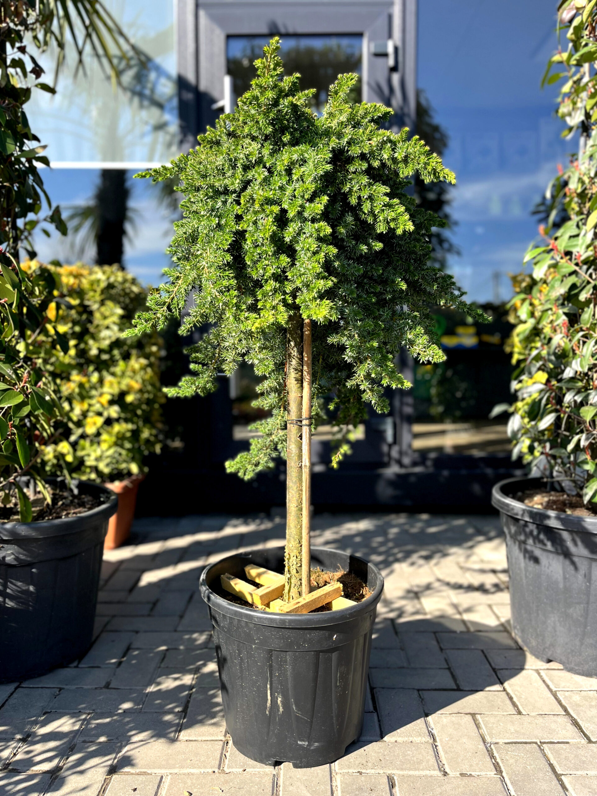 Ienupăr Blue Pacific pe picior