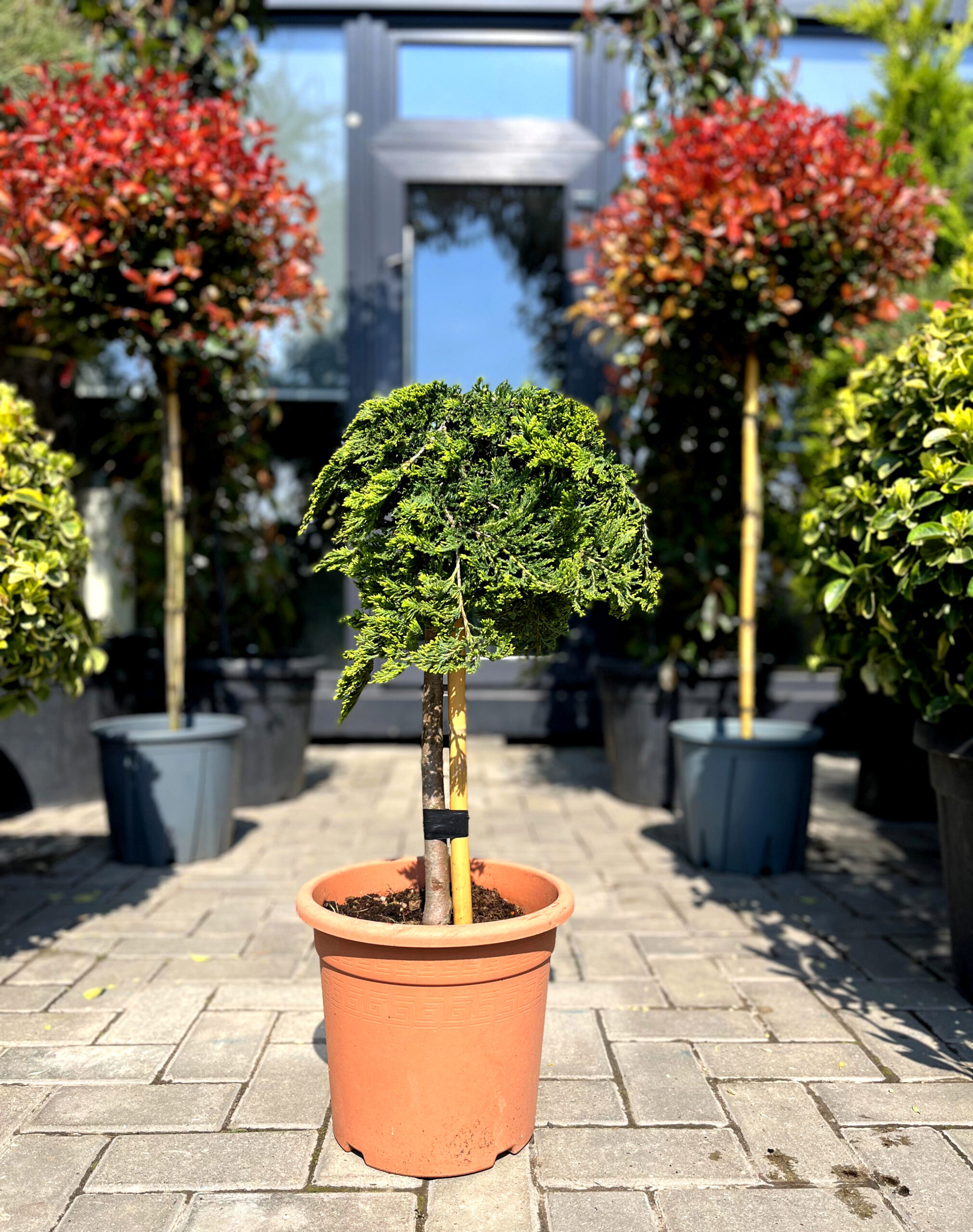 Ienupăr Prince of Wales pe picior