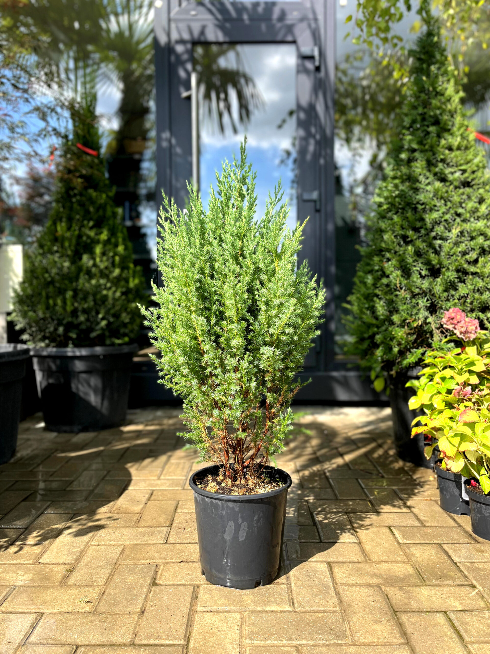 Ienupărul chinez Stricta - imagine 4