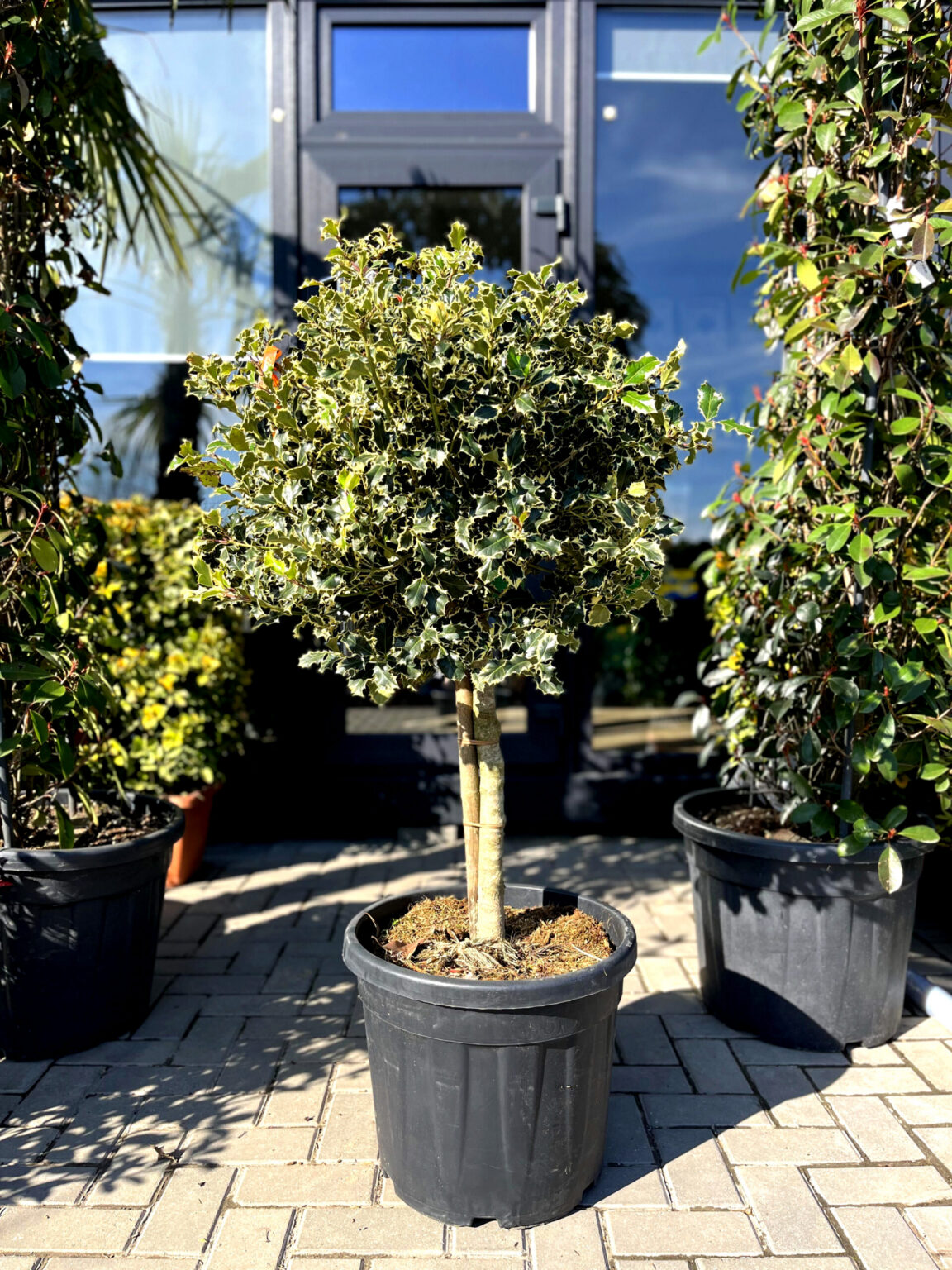 Ilex Aquifolium Argentea Marginata