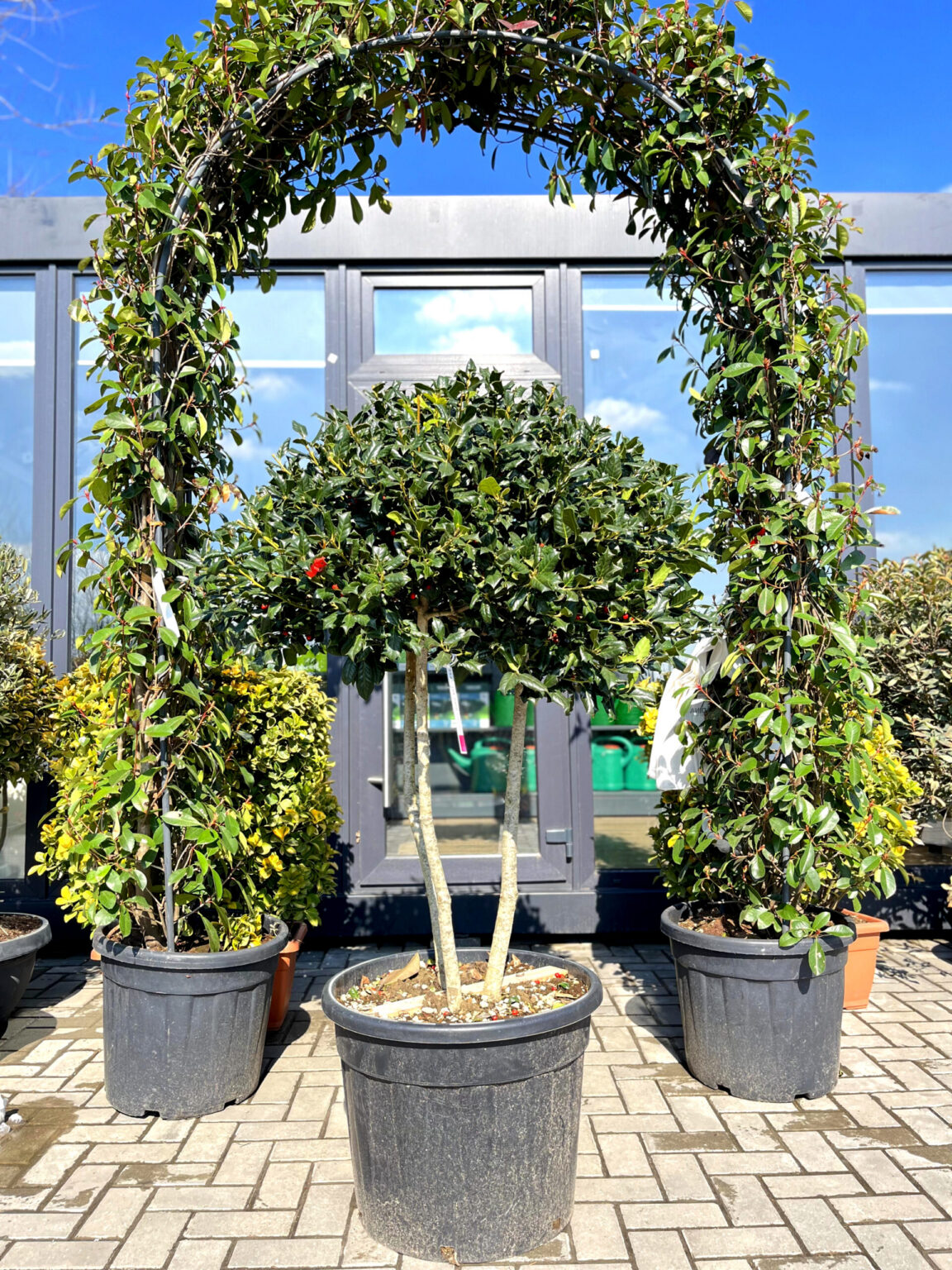 Ilex multitronco