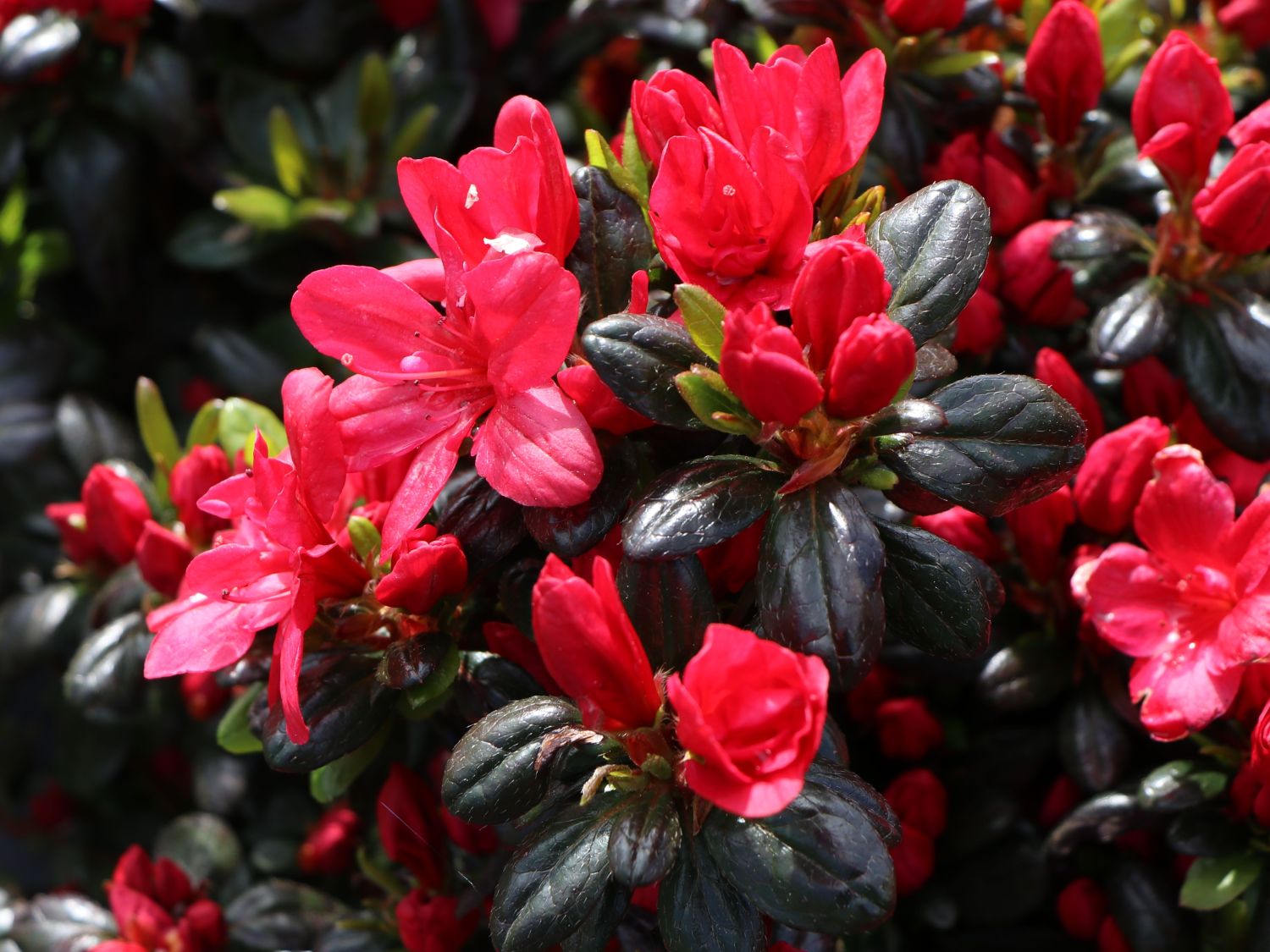 Azalea japoneză Maruschka