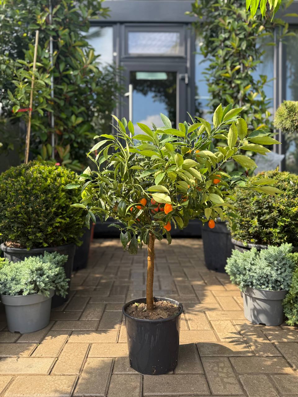 Kumquat Margarita