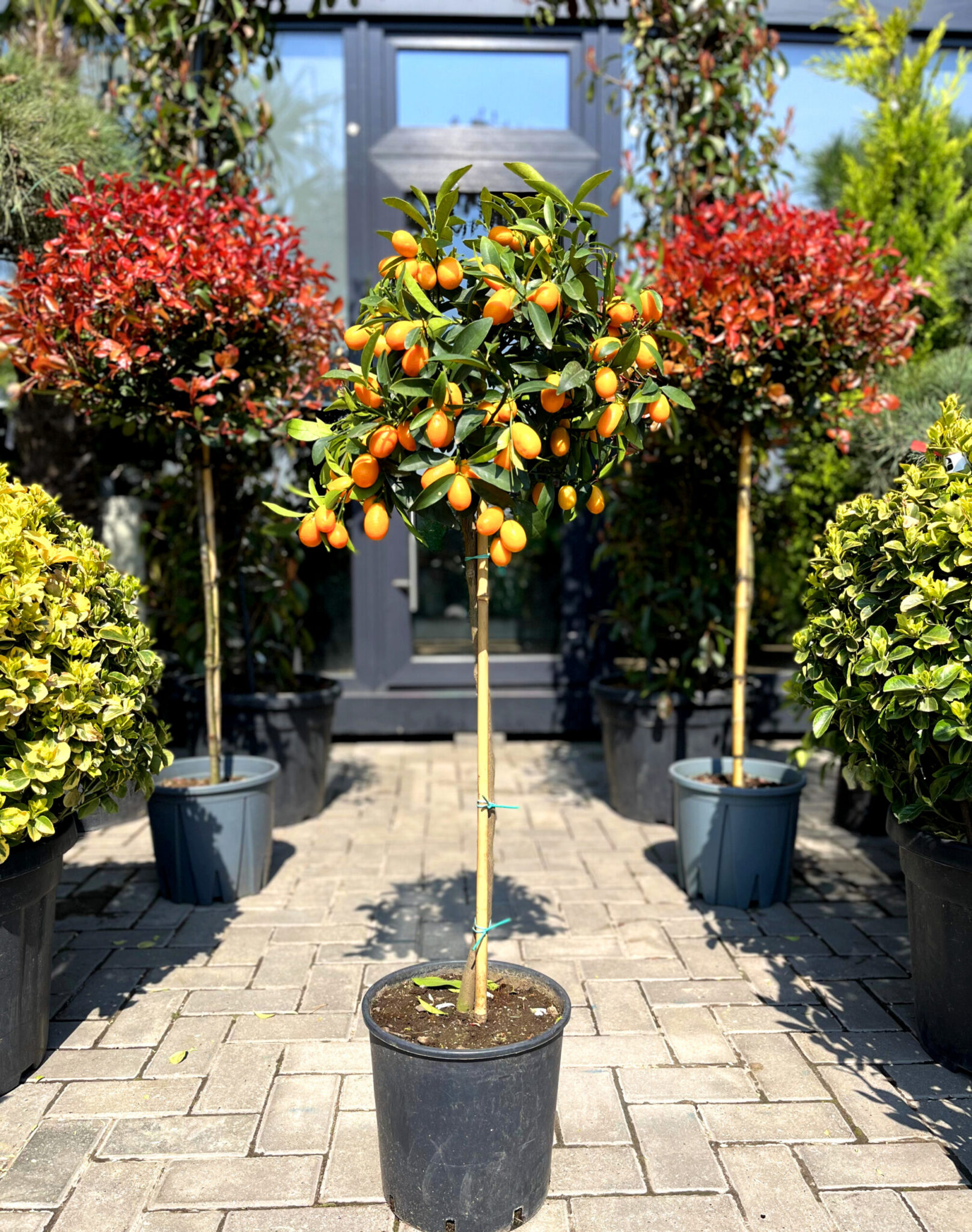 Kumquat Nagami - imagine 2