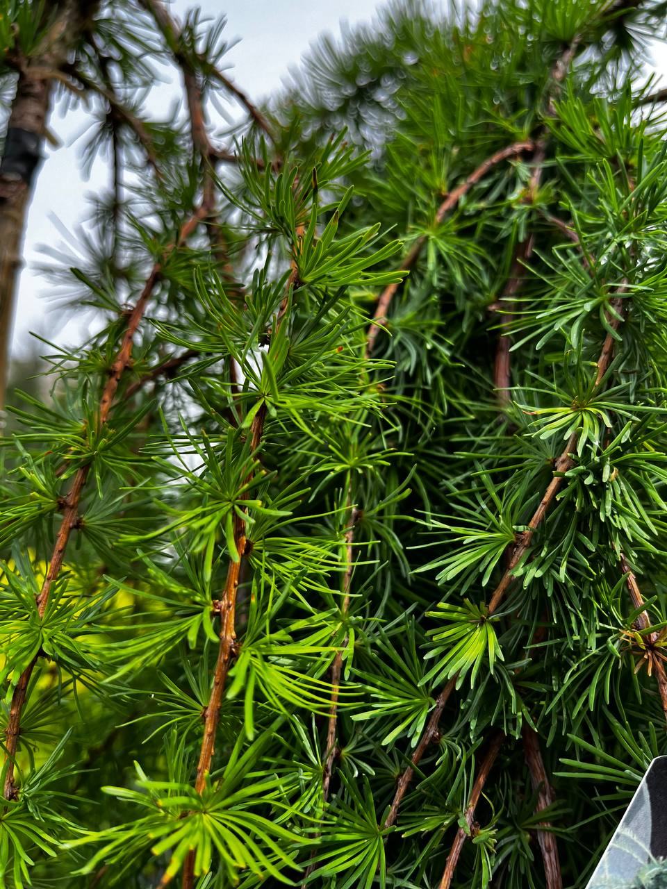 Larice pendular - imagine 5