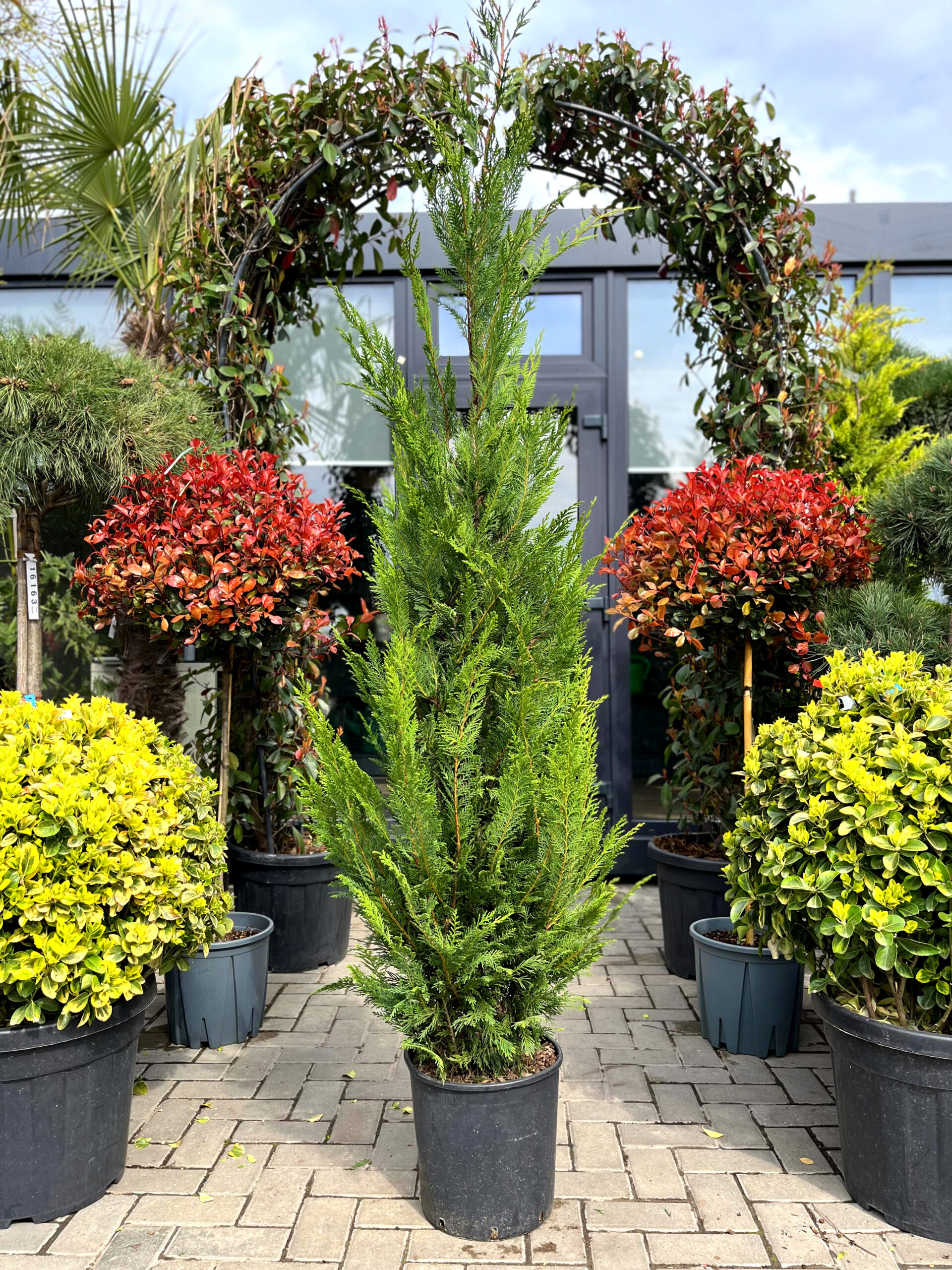 Кипарис Лейланда - изображение 3