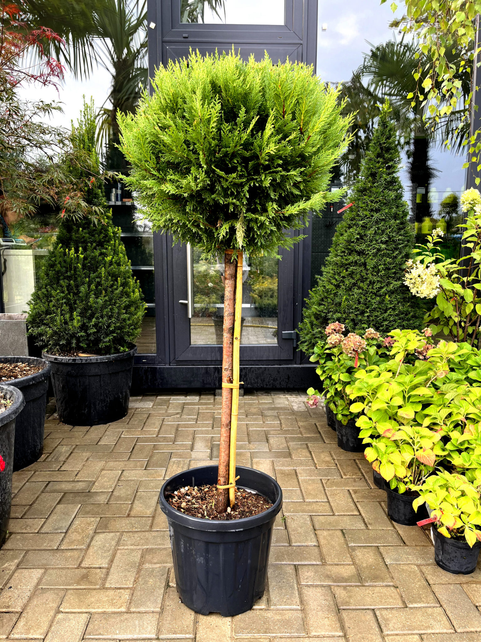 Leylandii aurii glob pe picior