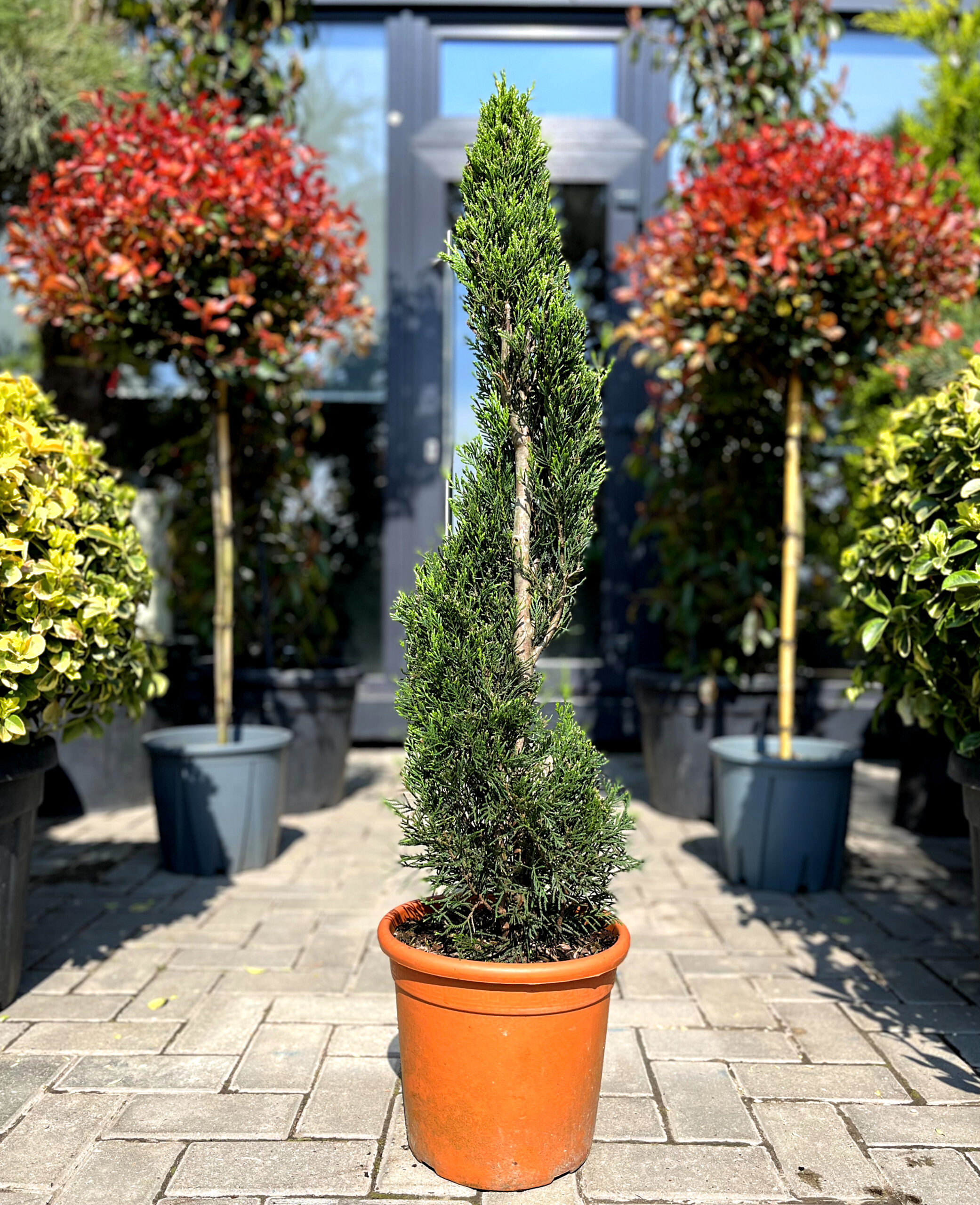 Leylandii verzi spirală