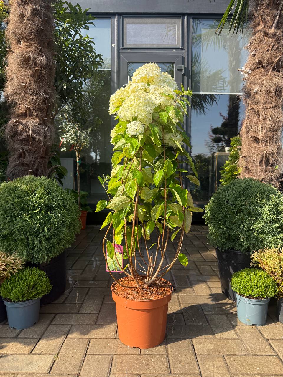 Hortensia Limelight