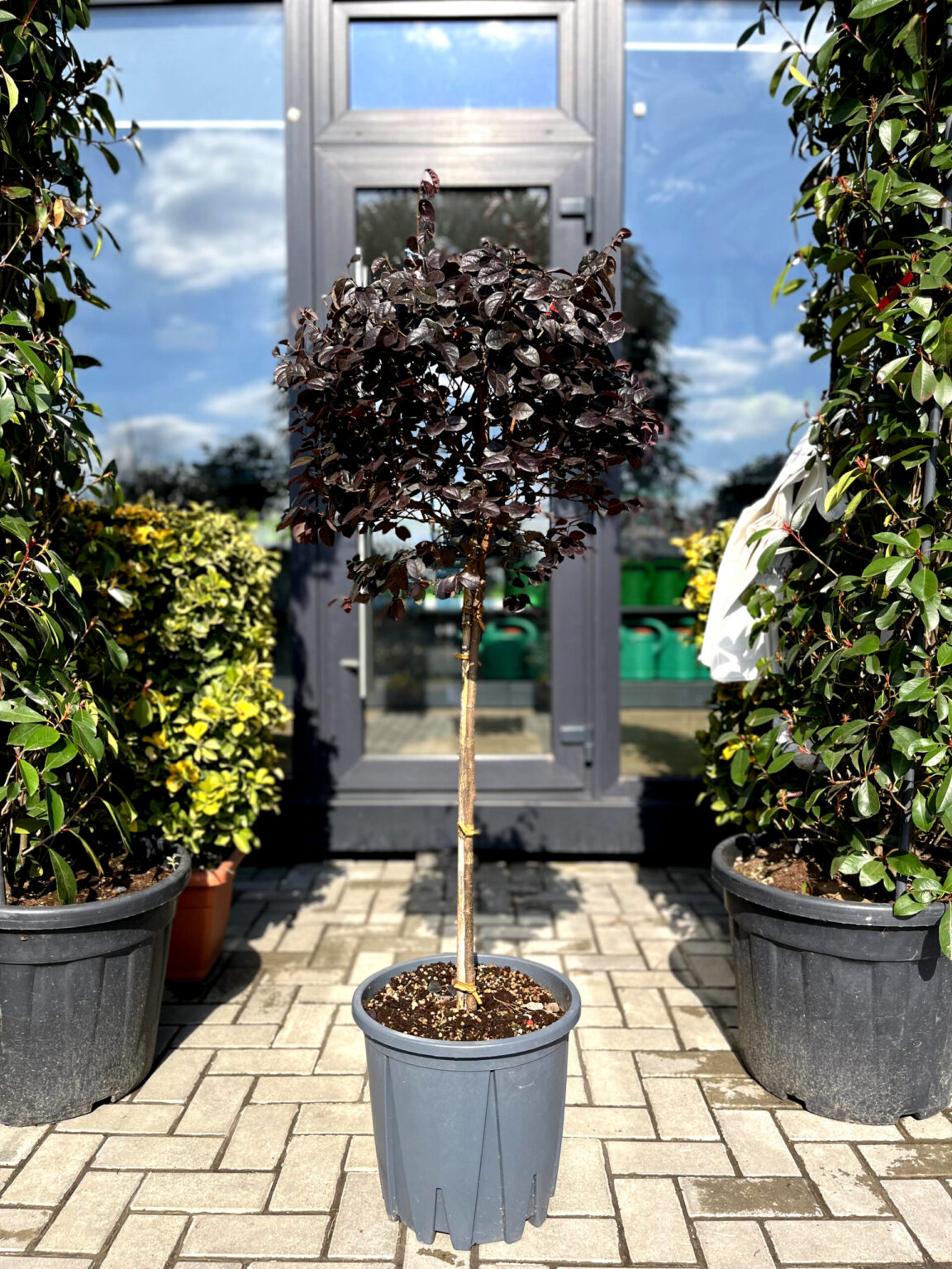 Loropetalum pe picior