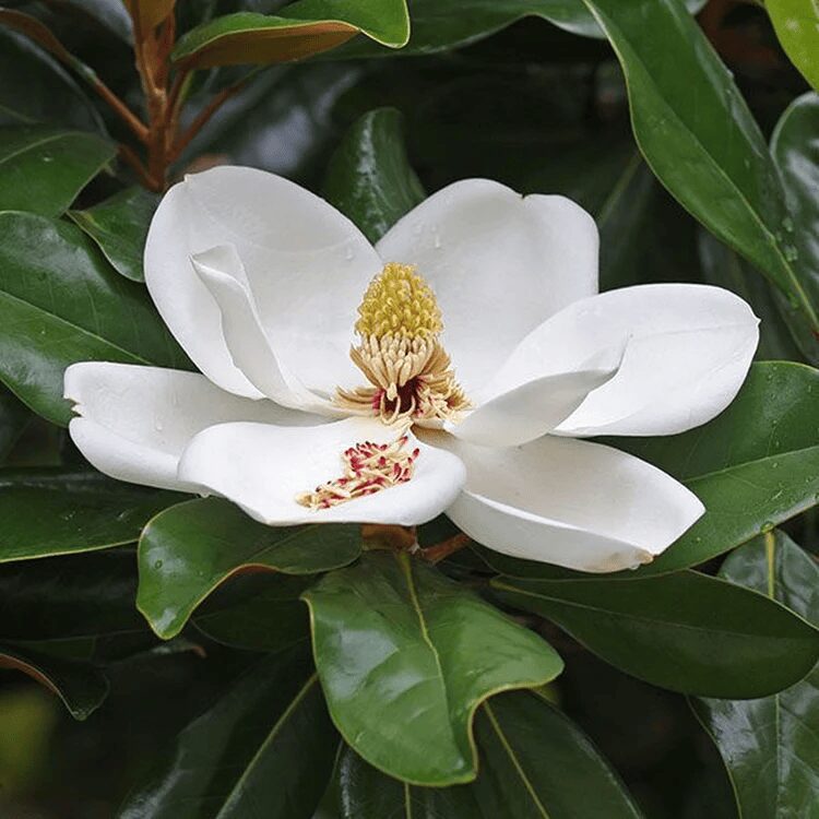 Magnolia Grandiflora - imagine 3