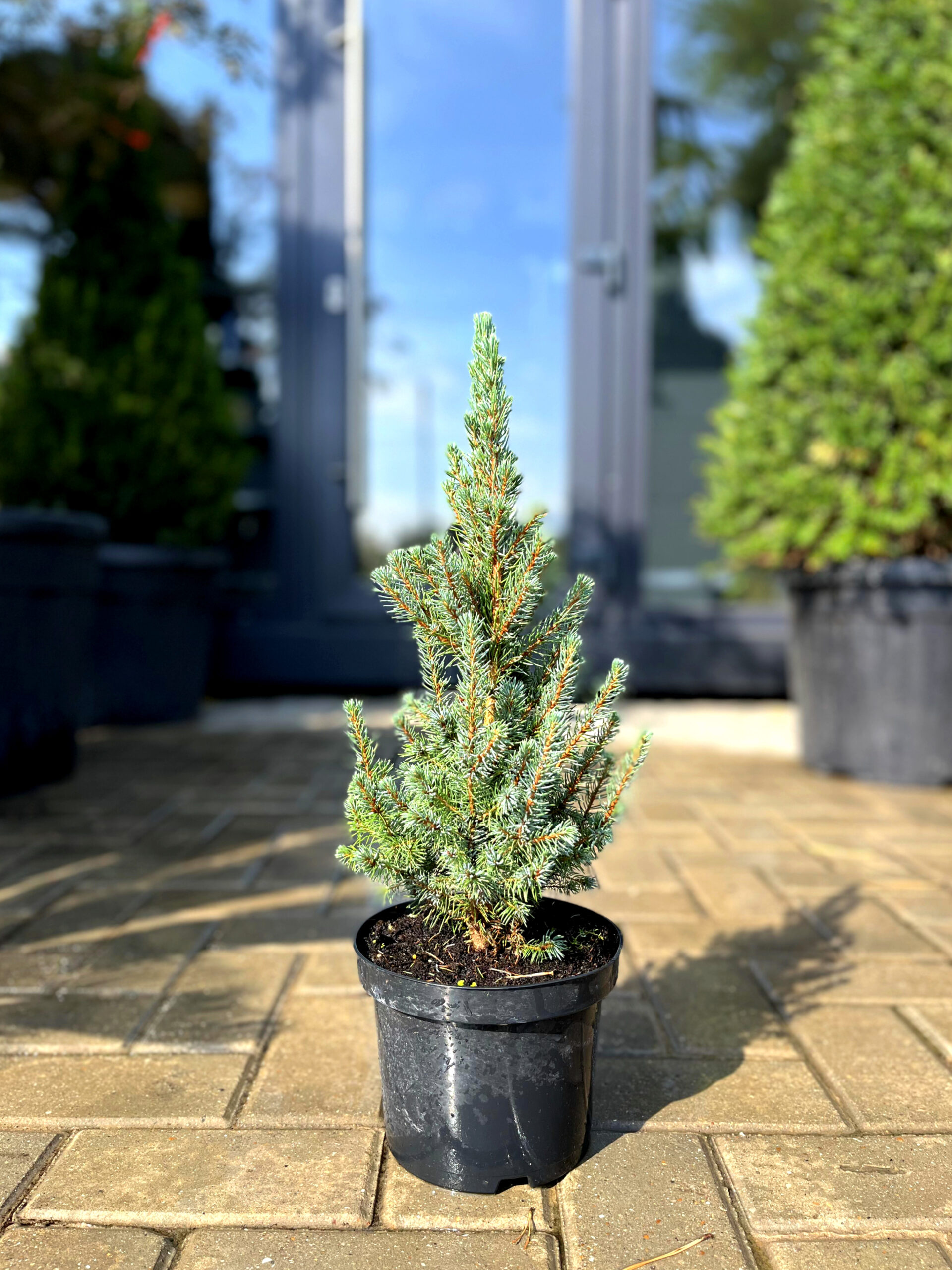 Brad albastru Sander's Blue