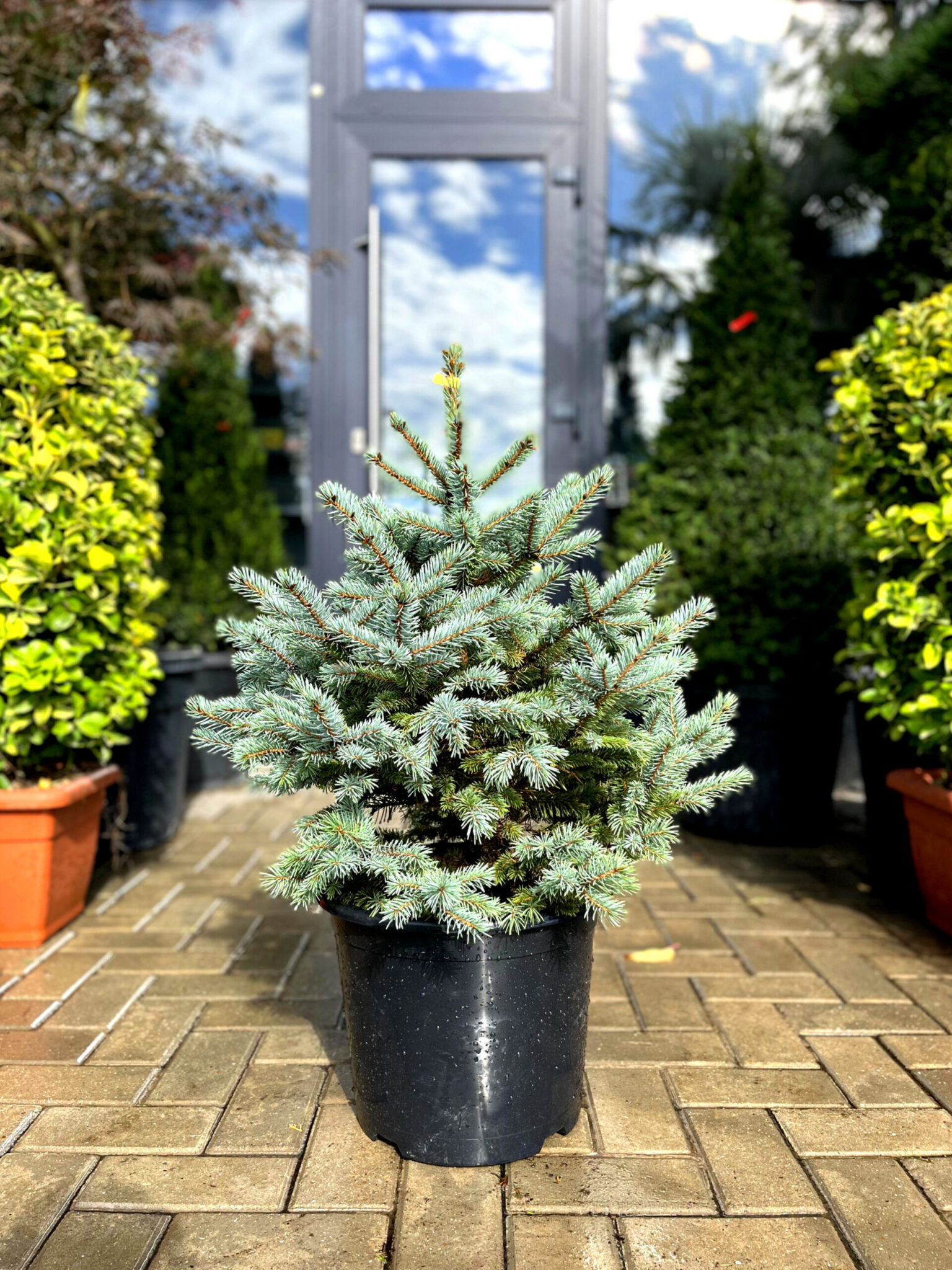 Molid argintiu Glauca