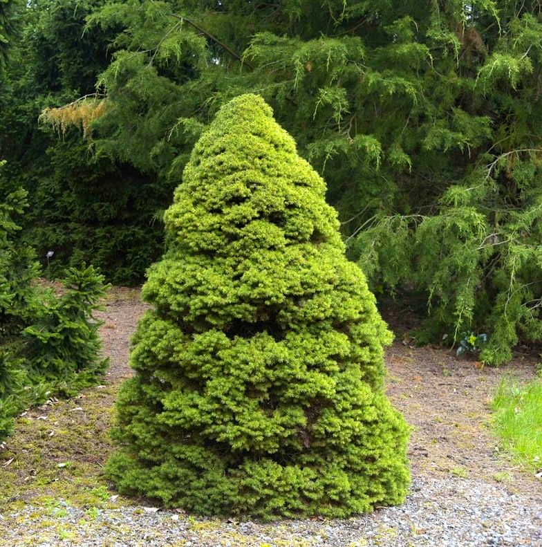 Brad canadian conica