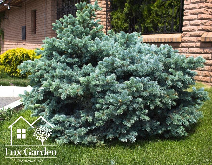 Molid argintiu pitic