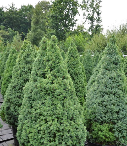 Brad albastru Sander's Blue - imagine 2