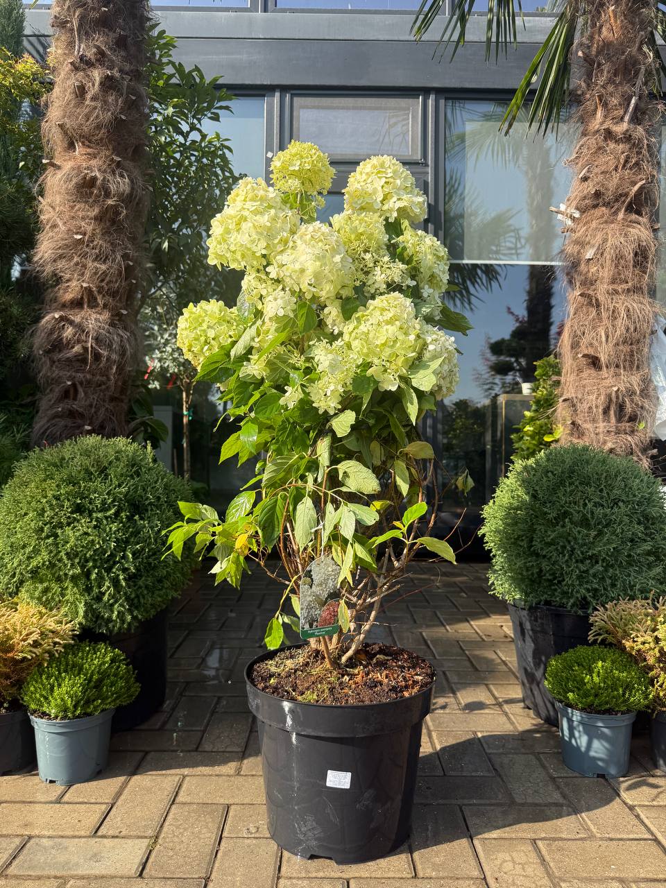 Hortensia Phantom