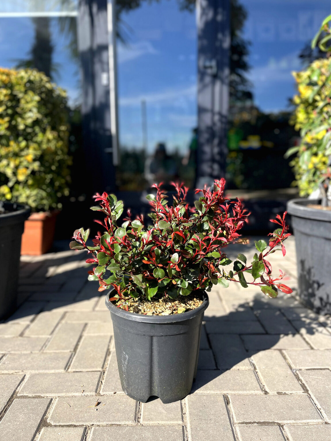 Photinia Fraseri Robusta - imagine 2