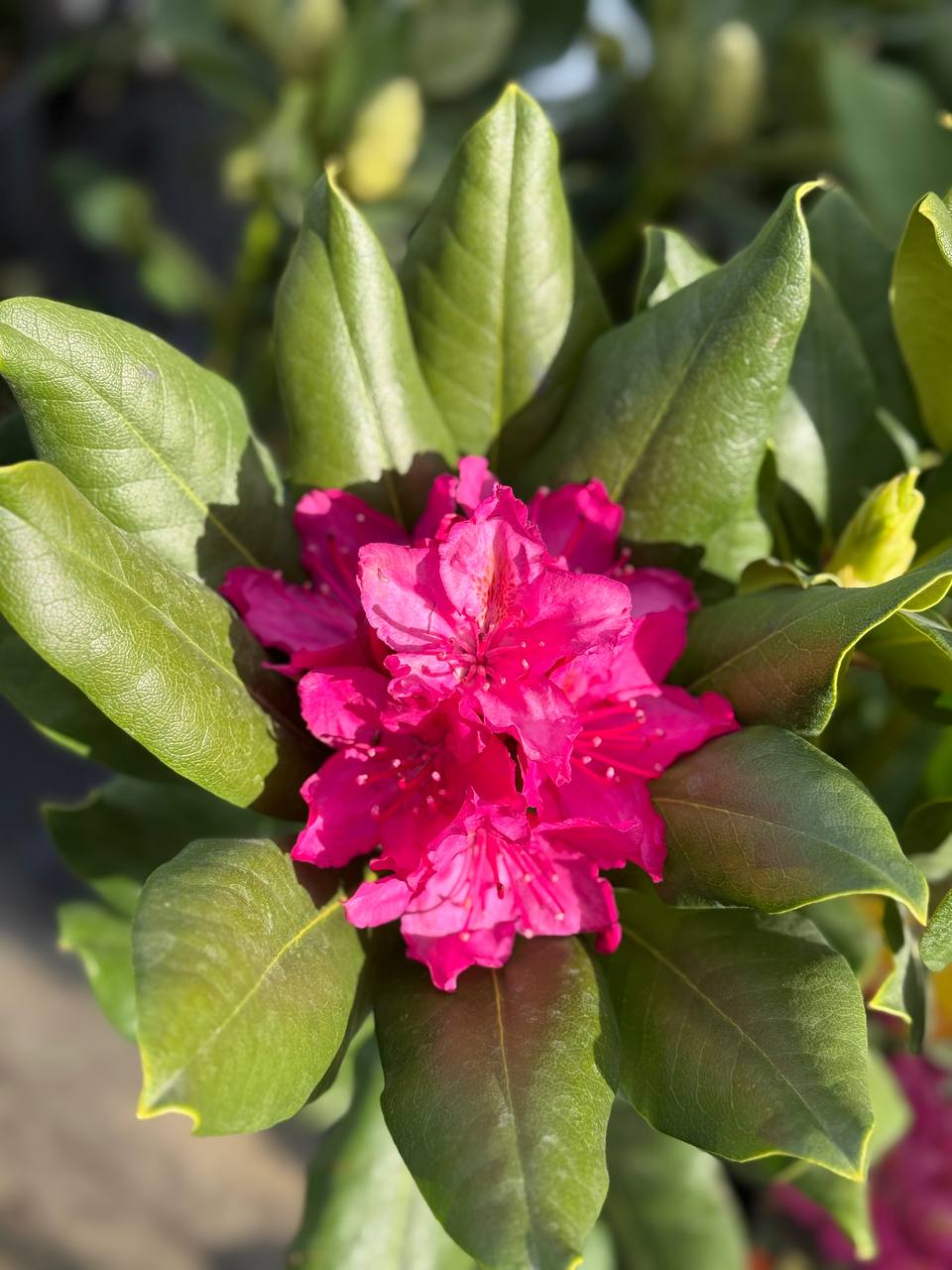 Rododendron American Beauty - imagine 3