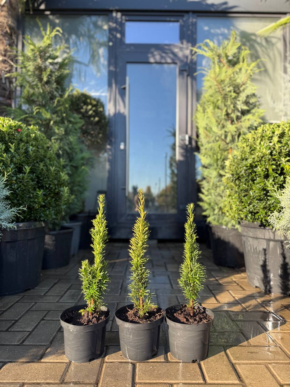 Taxus Hicksii - imagine 3