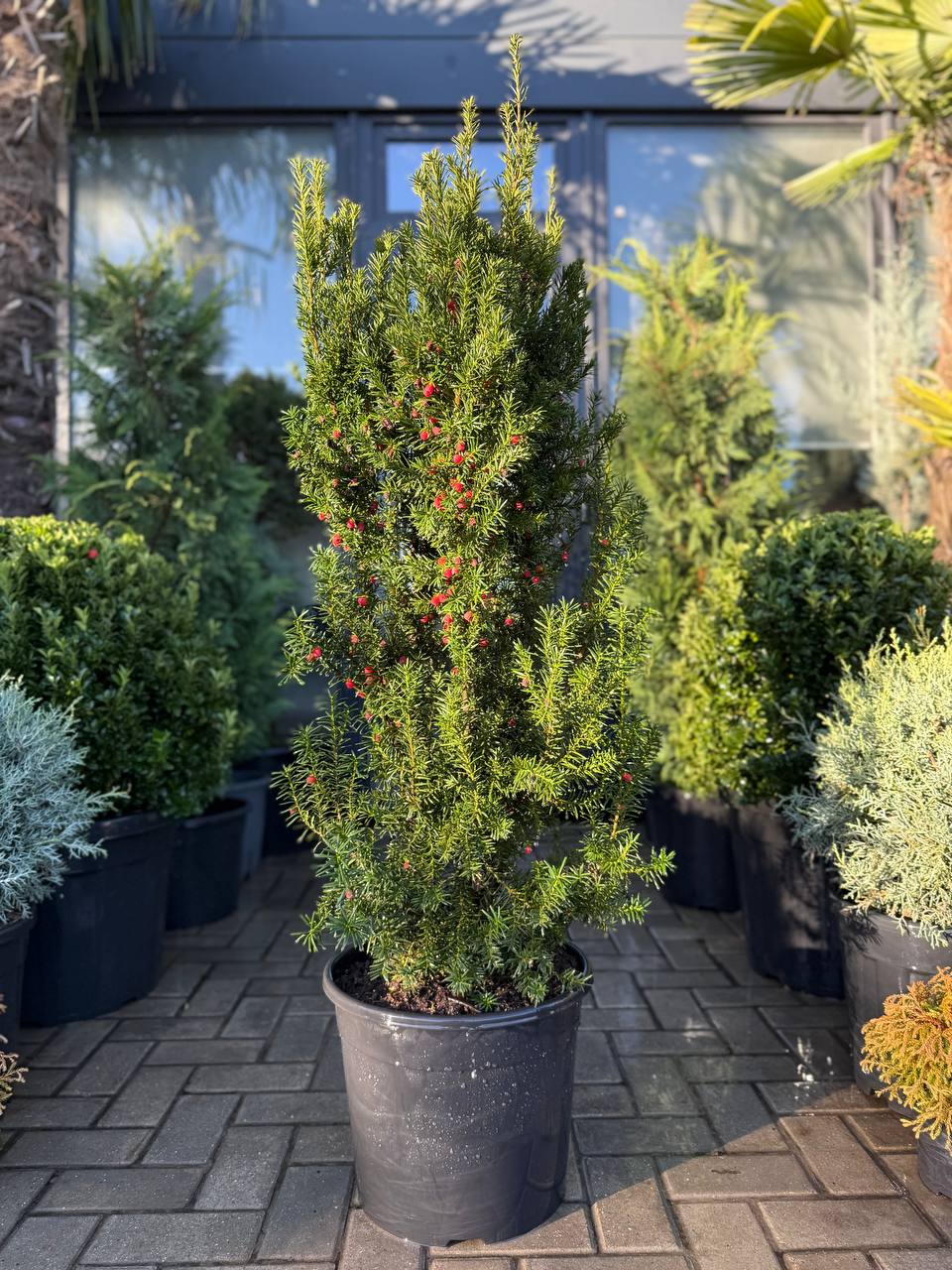 Taxus Hicksii