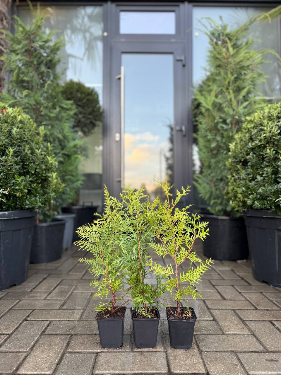 Tuia Brabant - imagine 4